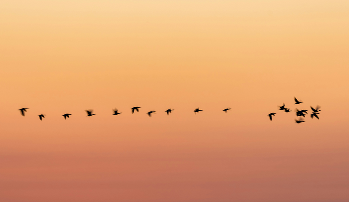 Birds flying across an orange sky